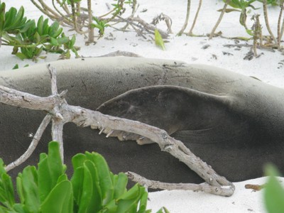 The posterior side of an entanglement scar (above the flipper) and smaller scars from sharks. Notice on the flipper there is also a natural bleach mark. Natural marks like these allow biologists to identify individuals without a plastic flipper tag. 