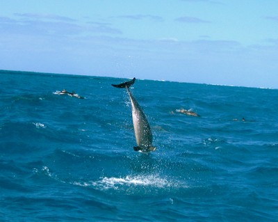 Spinner dolphins execute graceful spinning jumps out of the water 