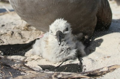 Black-footed Albatross chick