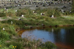 Laysan Duck Habitat 