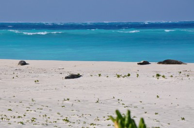 Monk seals sunning on the beach while the group cuts down ironwood trees. 