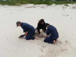 Meagan and Andy help Tracy Wurth from NOAA tag a yearling female monk seal (PT-30 aka Duke). Photo by Amy Bishop. 