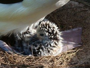 Vernon the baby Laysan Albatross cuddling under its parent 