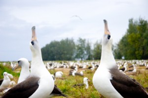 4.5 million tons of plastic brought back to the Midway Islands by the 1,000,000 albatross residents. 