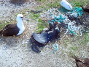 Laysan Albatross nest with prime view of marine debris. Giddy up. 