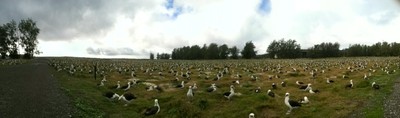 Sea of Albatross
