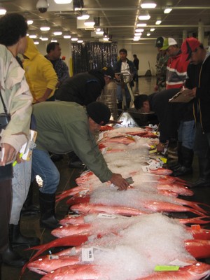 Red Snapper Auction