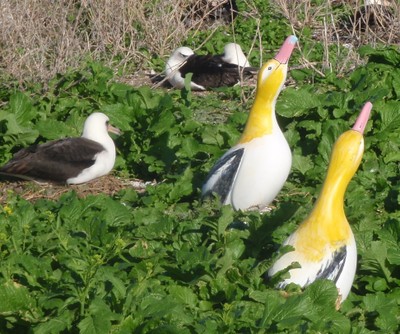 Short-tailed Albatross Decoys