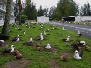 Albatrosses