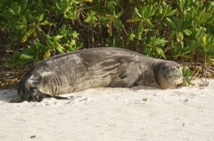 Hawaiian Monk Seals 