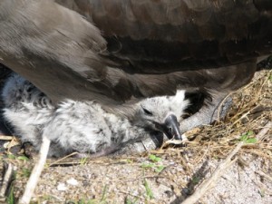 Albatross Hatchling