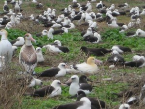 Short-Tailed Albatross (also known as the Golden Goonie)