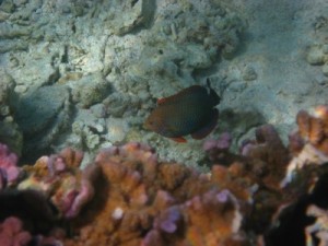 Coral with Fish