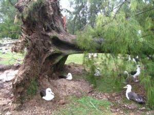 Albatross Nest Under Fallen Tree