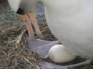 Albatross with an Egg