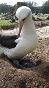 Albatross with Hatchling