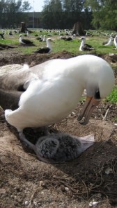 Albatross with Hatchling