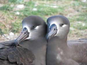 Two Albatross