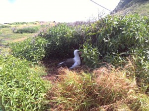 A Laysan albatross decided to nest right next to the path