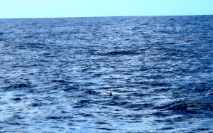 Three spinner dolphin dorsal fins. Can you spot them?