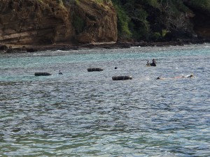 Snorklers searching for sea turtles