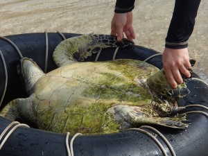 How the turtles are transported in the inner-tube