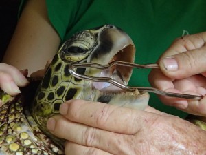 Dental check-up