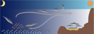 Spinner dolphin resting and foraging schematic from fpir.noaa.gov