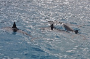 Spinner dolphins surfacing to breathe.