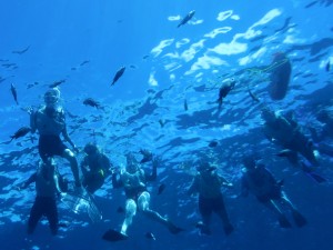 Group photo of the day from under the sea. 