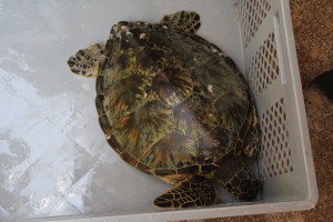 Green sea turtle with a beautiful shell waiting to be assessed.