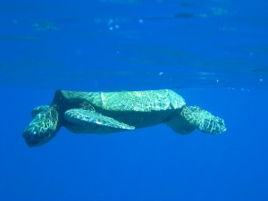 Green sea turtle on our snorkel at Makaha Cavern.