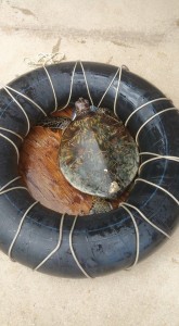 A green sea turtle inside the inner tube device used to take them ashore.