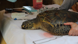 A green sea turtle being examined by NOAA vets.