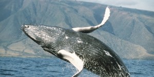 Humpback whale (Megaptera novaeangliae) in Hawaii. (www.huffingtonpost.com)
