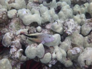 Blackside Hawkfish