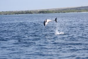 A spinner dolphin, mid "spin" - they leap out of the water and spin their bodies like a spiraling football!