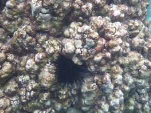 Long-spined sea urchin