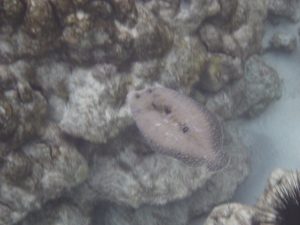 Peacock flounder