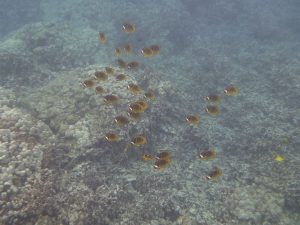 Racoon Butterflyfish