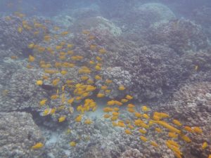 Yellow_Tang&Trumpetfish