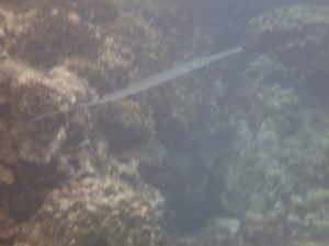 cornetfish