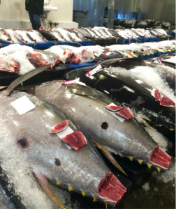 They look at the color and texture of the muscle as an indication of body condition. While these two fish look very similar, it is conceivable that one goes for $1 a pound and the other goes for $9. All depends on what the buyers see in each individual fish. 