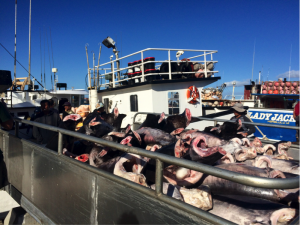 After the deep set fish are all auctioned off, they bring in the fish caught in the shallow set line. 