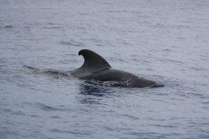 A closeup of a short-finned pilot whale. Photo credit: Ellie Heywood
