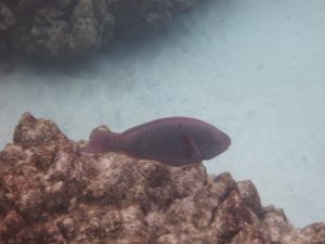 red-lipped_parrotfish