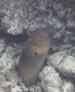 yellowmargin moray