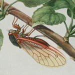 A female periodical cicada depositing eggs into the branch of an apple tree. (from "Insects, their way and means of living," R. E. Snodgrass, courtesy of USDA)