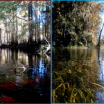 Blackwater vs. spring