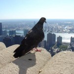 A pigeon looking out over New York City.